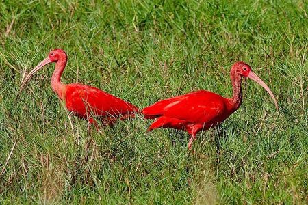  Caroni Swamp wildlife Tour