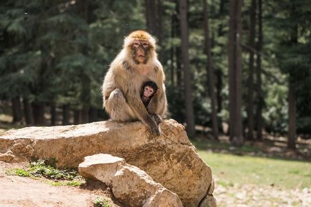 Private Day Trip to Middle Atlas from Fes