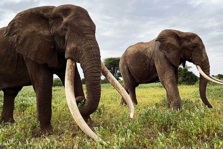 Private Day Tour Amboseli National Park, View Mt. Kilimanjaro 4*4