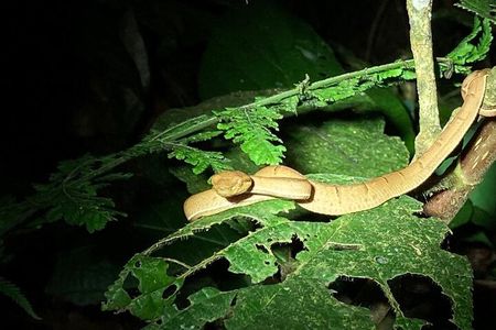 Night Adventures in Monteverde