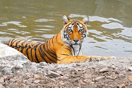 05 Days Golden Triangle Tour with Ranthambore Jungle Safari