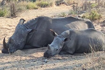  Rhino walking Safari