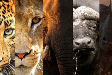 3 Days Big Five Unforgetable Lodging Tanzania Safari