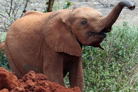 Nairobi National Park, Elephant Orphanage and Giraffe Center Tour