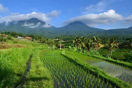 UNESCO Jatiluwih Rice Terrace and Tanah Lot Sunset Tour