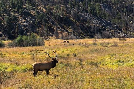 Fall Private Elk Rut Rocky Mountain National Park Tour