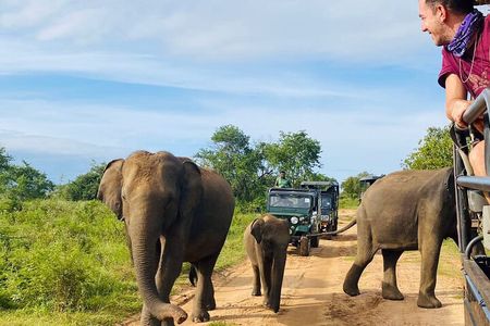 Udawalawe National Park Half Day Jeep Safari (Private Tour)