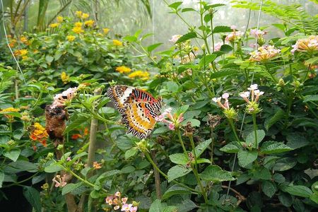 Chiang Dao Cave & 5 Hill Tribe villages
