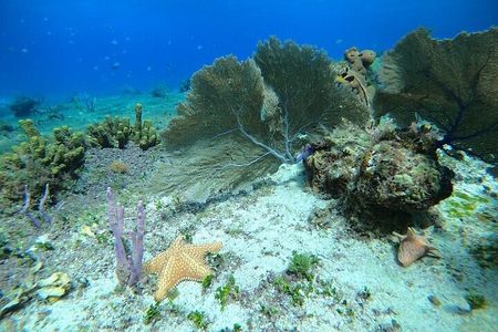 Snorkel along the coast, explore two reefs by Chivis del Mar 