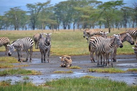 4 Day Safari to Maasai Mara and Nakuru in a Land Cruiser Tour 