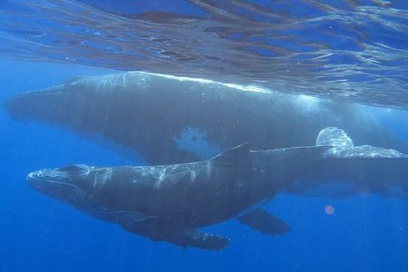 Observe and Swim with Whales in Tahiti
