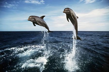 Bali Dolphin Watching Sunrise Tour in Lovina Beach