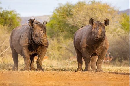 7 Days Rhino Ngorongoro Crater Safari Tour