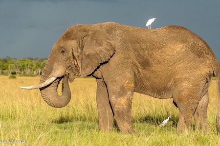 3 Days Masai Mara Tented Camp & Transport 4 x 4 Jeep