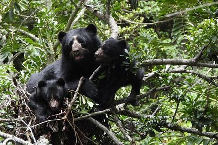 Private Tour Watching the Spectacled Bear