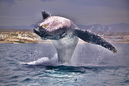 Whale Watching Experience in Cabo San Lucas