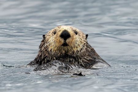 Sea Otter and Whale Watching Tour on Northern Vancouver Island