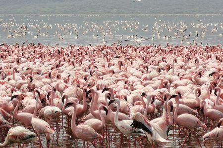 Full Day tour to Lake Nakuru National Park From Nairobi