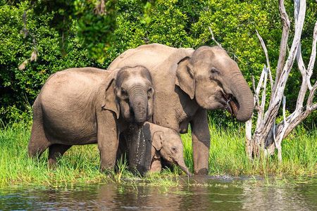 Wasgamuwa National Park | Private Safari