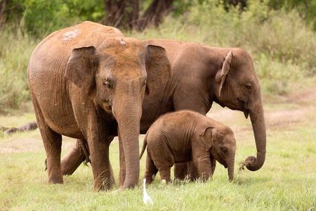 Bundala National Park Safari | Jeep with Tickets
