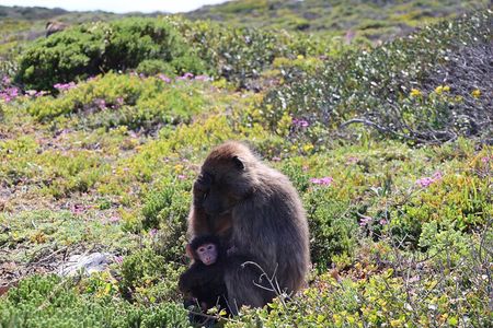 Tour Cape Peninsula and Boulders Beach Day Trip from Cape Town