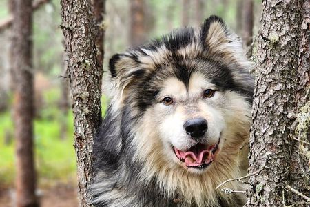 Alaskan Sled Dog Excursion in Fairbanks