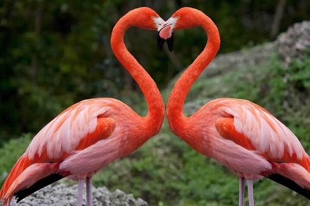 Half Day Tour To Lake Nakuru National Park Private From Nakuru