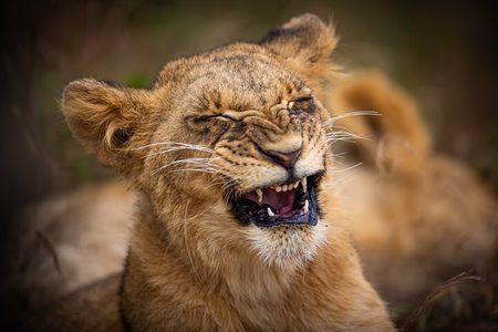 5Hrs Nairobi National Park Morning\Evening gamedrive 4x4 vehicle