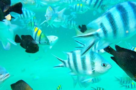 Full Day Private Mnemba Island + Turtles Aquarium & Kendwa Beach