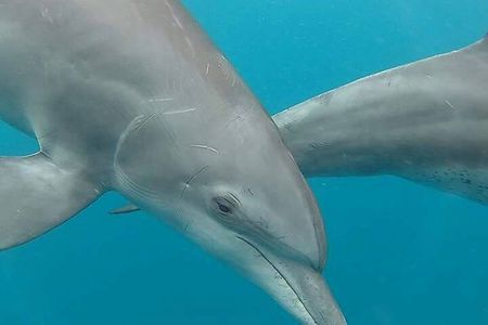 Full day Dolphin tour, Nungwi and Kendwa Beach Tour with Lunch