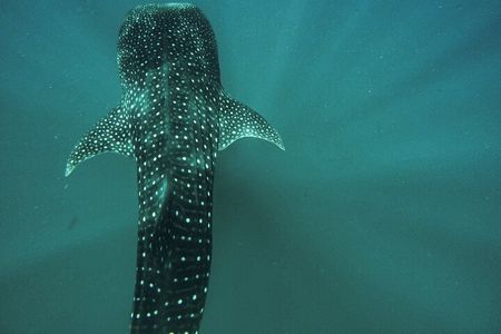 Whale Shark & Sea Lion Snorkeling Picnic at Espiritu Santo Island