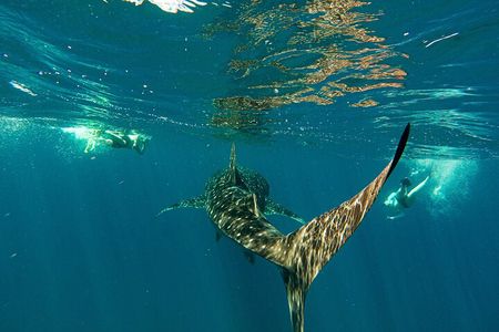 Whale Sharks and Sea Lions Snorkeling Picnic at Balandra Beach