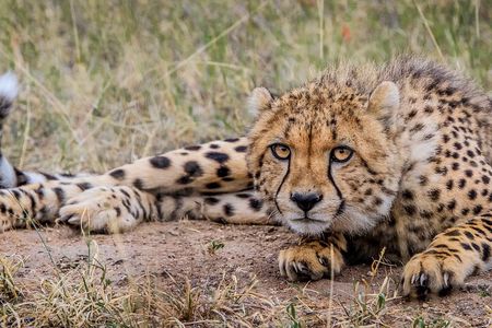 Cape Town Day Safari – Aquila Game Reserve with Lunch & Park Fees