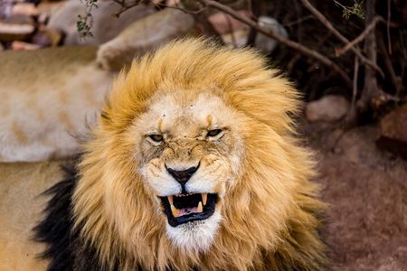 Aquila Game Reserve Safari with Park Fees, Transport & Lunch