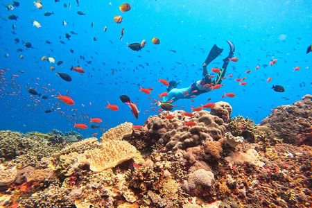 Swim With Manta Rays Snorkeling and Village Tour Lembongan 
