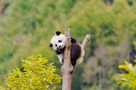 2-Day Tour of Chengdu Panda Base and Leshan Giant Buddha