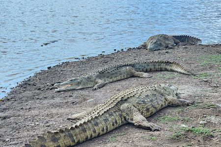 Nairobi National Park Safari Tour World's Wildlife Capital 