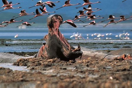 2 days Safari to Lake Nakuru / Hell's Gate Park with 4*4 vehicle