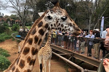 Day tour to Nairobi National Park and Giraffe Center