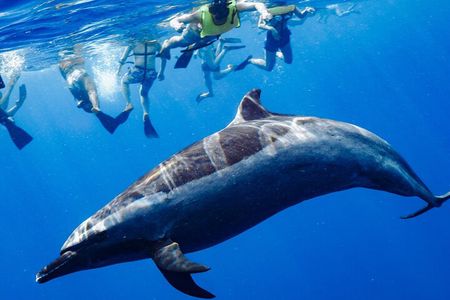 Deluxe Catamaran Swim with Dolphins in Oahu with Waterslide