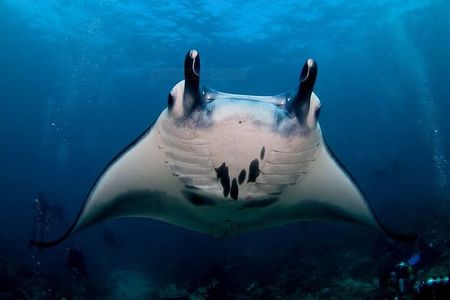 Certified Scuba Dive with Manta Rays (Open Water Diver minimum)