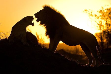 5 Days Safari Tarangire, Serengeti, and Ngorongoro Crater