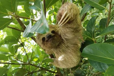 Sloth Forest Tour, Organic Coffee and Chocolate Tour & Waterfall