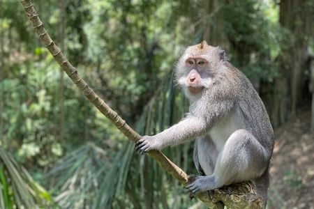 Ubud Monkey Forest Sanctuary Entrance Ticket All Inclusive