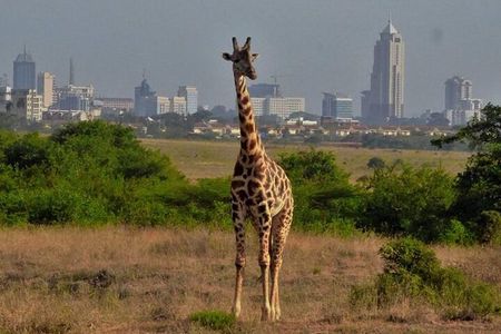 Giraffe Center Guided Tour in Nairobi