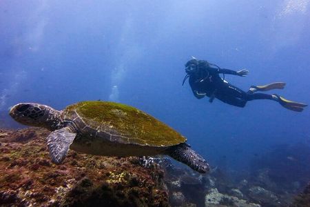 Double Dive to South Solitary Island Coffs Harbour 