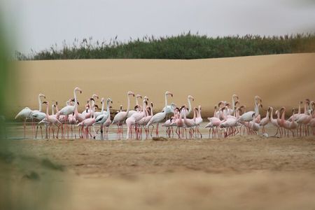 LIVING DESERT TOUR (Little 5 tour)