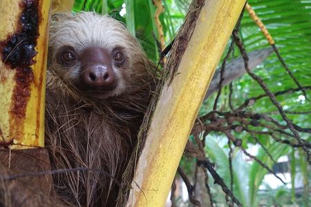 Kayak and Sloth Watching Tour. 