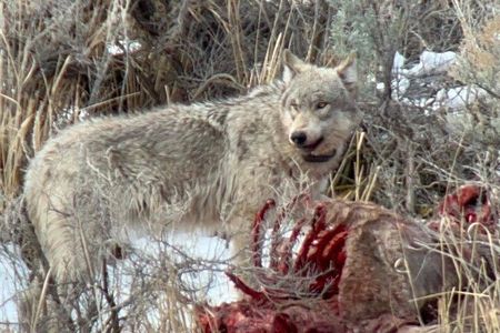 Private/VIP Wildlife Winter Safari of Yellowstone
