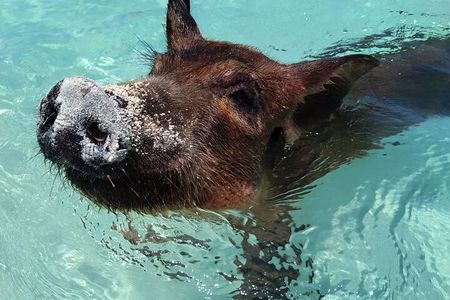 Private 3 hour Swimming Pigs and Snorkeling 